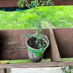 Ruda Plant