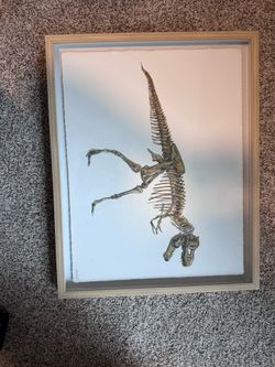 Dinosaur Fossil Picture 16” x 20”