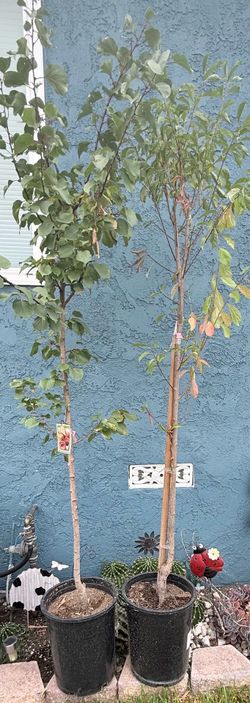 2 fruit  trees
