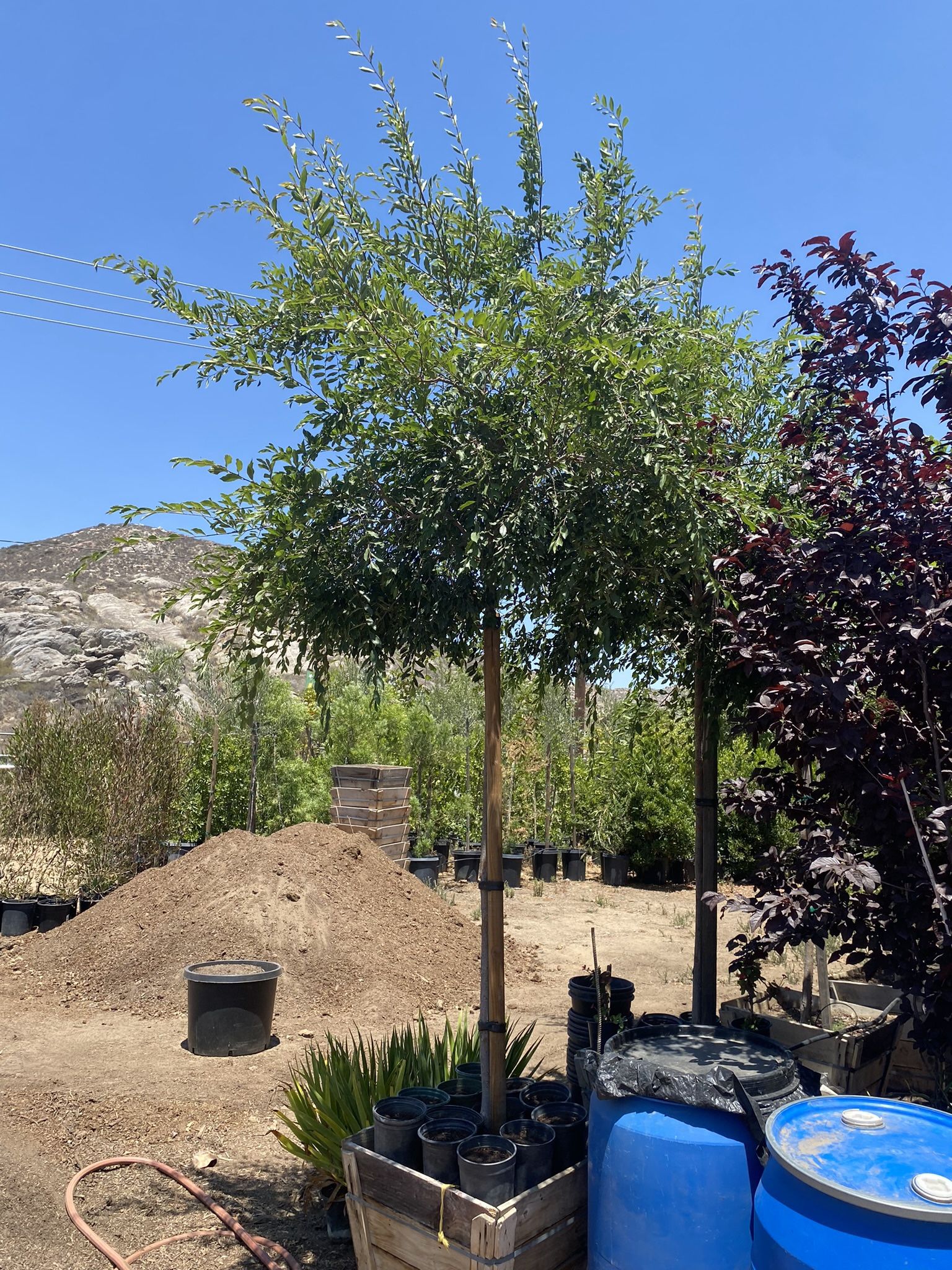 Chinese Elm Trees / Ulmus Parvifolia