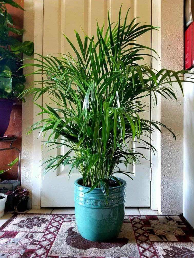 $39 Each Beautiful Plant