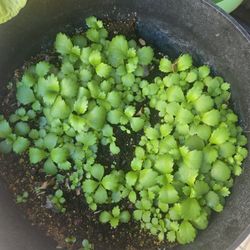 Starter Plants