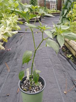 Live Peppers Thai HotVegetable Plant fit 8” pot