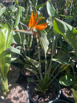 5 Gallon Size- Hibiscus- Bird of Paradise- Boxwood- Bougainvillea- Ficus- Honeysuckle- Lavender- Podocarpus- Pepper Trees- Agapanthus- Rose Bushes