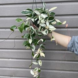 6” Hoya Queen Tricolor Long Plants