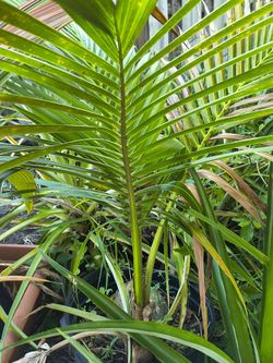 Coconut Palms Tree