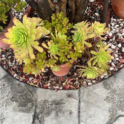 Bunch Of Mountain Flowers And Penny Plants Mix Pot, $25 