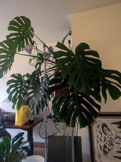 Large Monstera Deliciosa Plant