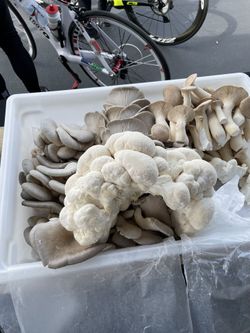 Mushrooms