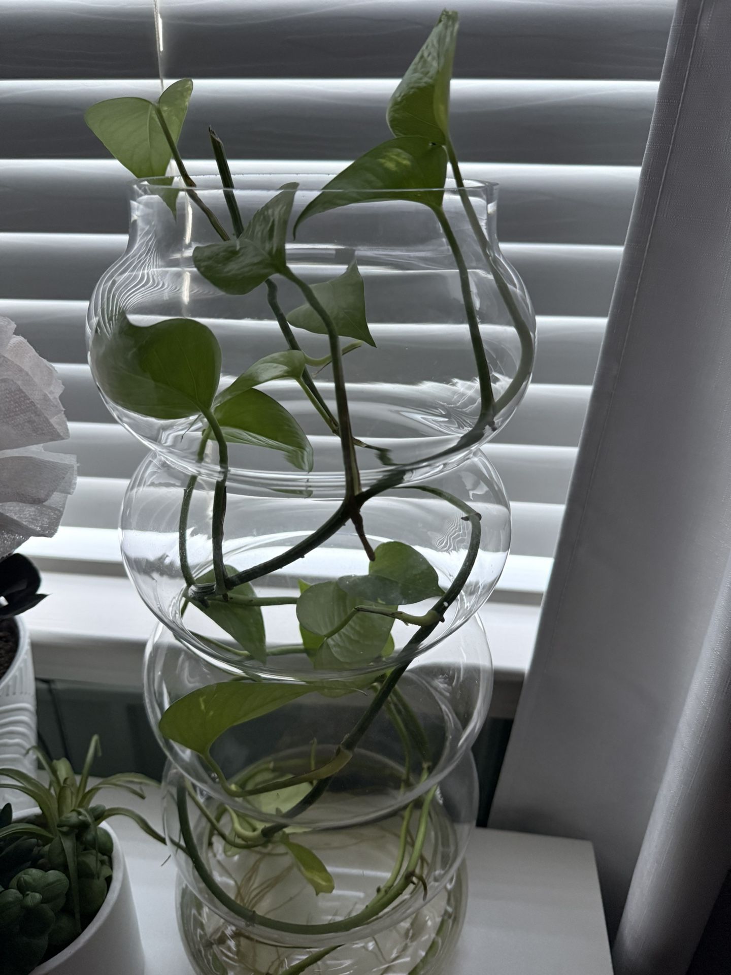 Golden Pothos Plant