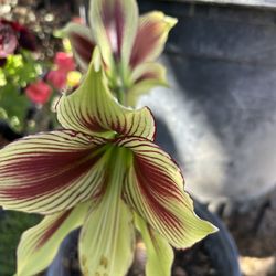 Amaryllis 