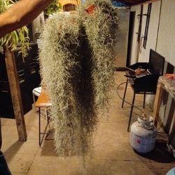Spanish Moss X3 20 Each Or All 3 For 45