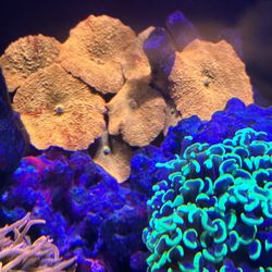 Reef Salt, Water, Aquarium, Fish Tank, Coral