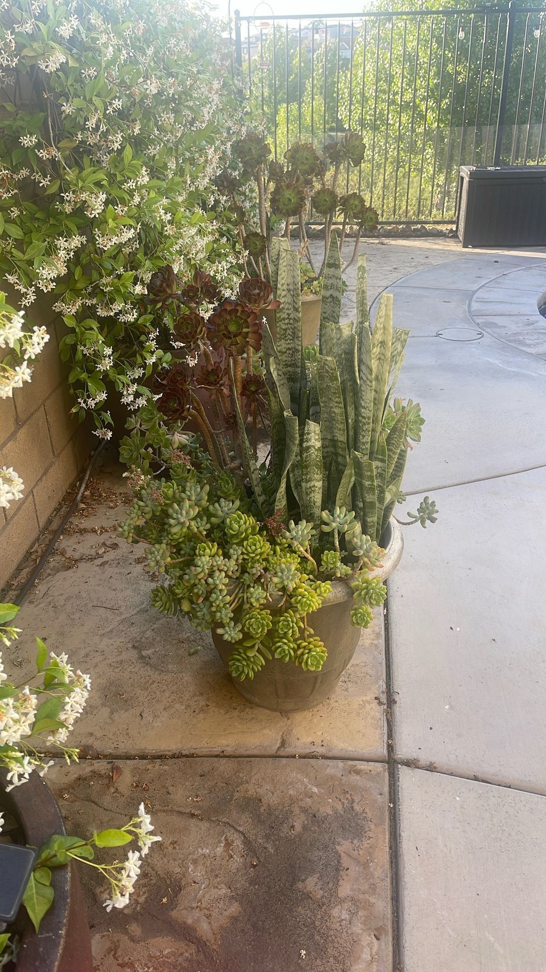 Succulent