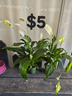 Peace Lily Plants