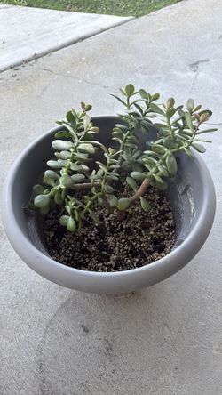 Potted Jade Plant