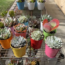 Succulent Potted Arrangements