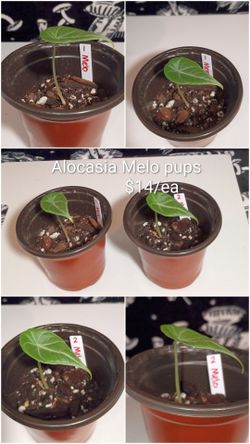Alocasia Melo pups