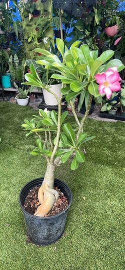 Desert rose