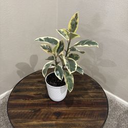 Variegated Rubber Tree With Pot