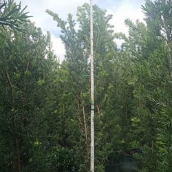 huge Podocarpus  over 8 to 9 feet tall 2 feet  wide Instant  Privacy Hedge For Fence 