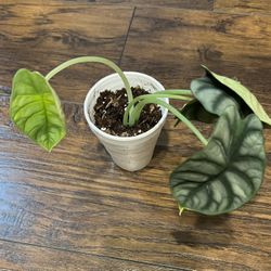 Alocasia Silver Dragon Plant