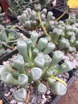 Succulents 3.5”