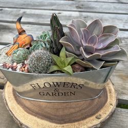 Vibrant Succulent Arrangement 
