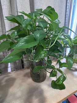 Plant