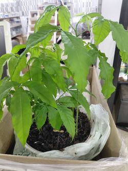 White sapote seedling