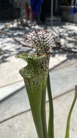 Sarracenia Leucophylla