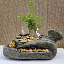 Asparagus Fern on Rock ( Asparagus setaceus ) Bonsai Tree,  Outdoor and Indoor plant
