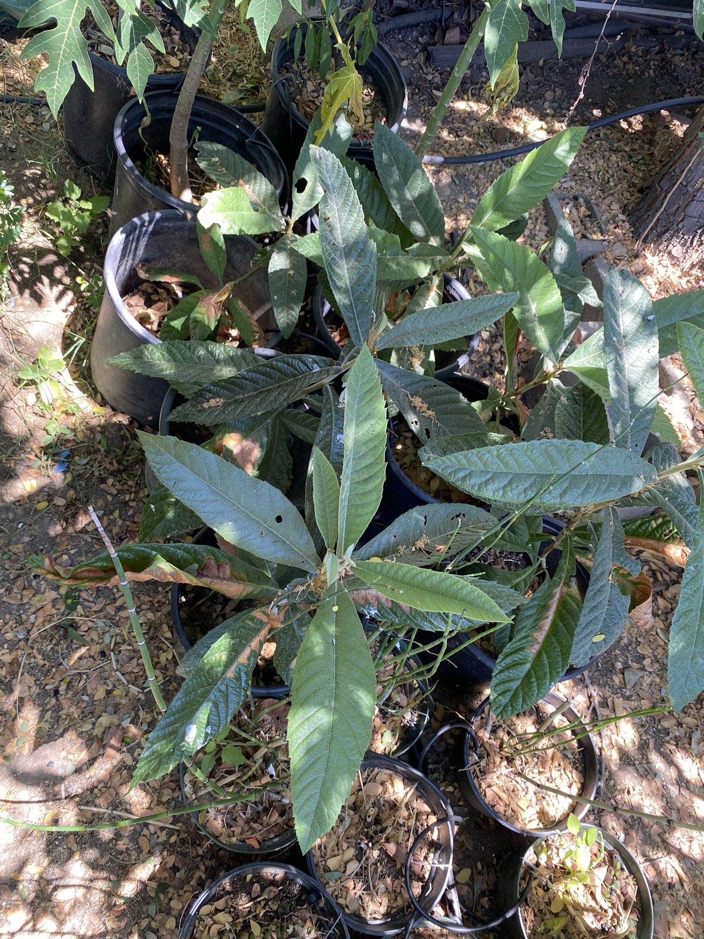 Nísperos / Loquats