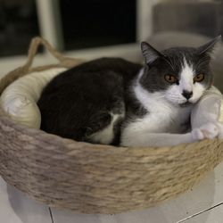Woven Cat Bed with Washable/Removable Cushion