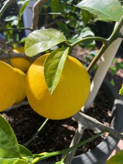 🍋 Meyer Lemon Plant 🍋