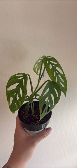 Monstera Adansonii Swiss Cheese Plant