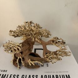 Aquarium Bonsai