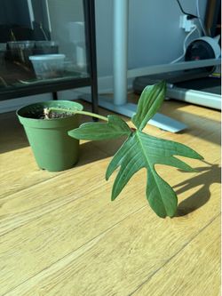 Florida Green Philodendron Plant