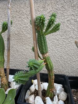 Corncob Cactus Plant
