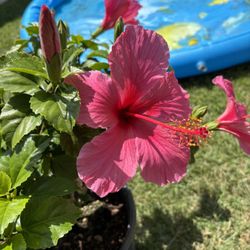 Hibiscus " Lipstick" ; ( Pink Color) 
