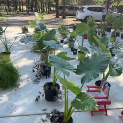 Plants For Sale/Plantas