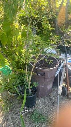 Ficus tree for sale, 6’ tall