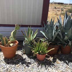 3 Agave, 1 Aloe Vera & 1 Cactus