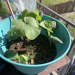Pumpkin Plants 