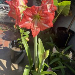 Amary Trumpet Flowers 