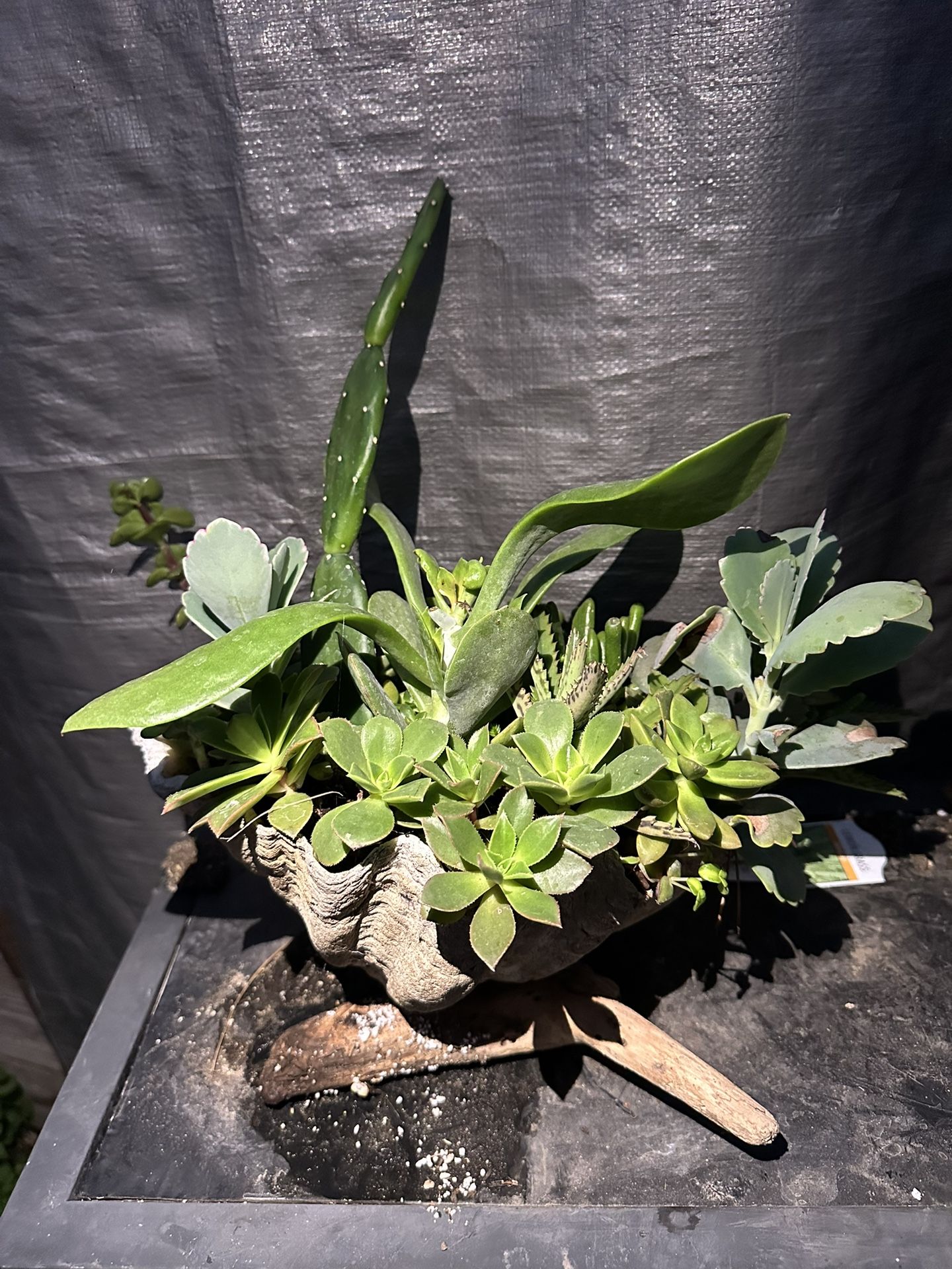 Assortment Of Succulents