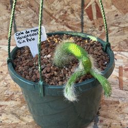 Exotic Xoloitzcuintle Monkey Tail Cactus🪴🌵🐒