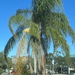 Queen Palm