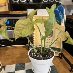 SYNGONIUM - NEON PINK ROBUSTA