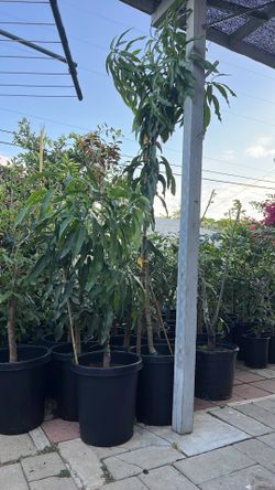 Hawaii Haden mango  trees